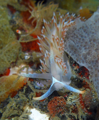 Coryphella cooperi