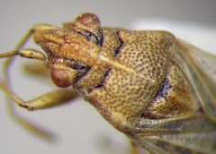 Nysius senecionis