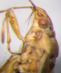 Nysius senecionis