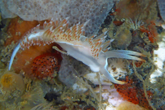 Coryphella cooperi