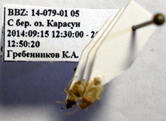 Nysius senecionis