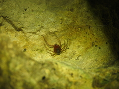 Loxosceles yucatana