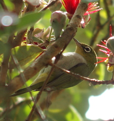 Zosterops lateralis chloronotus