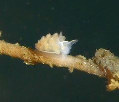 Coryphella cooperi