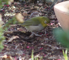 Zosterops lateralis chloronotus
