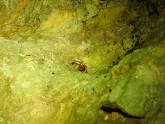 Loxosceles yucatana