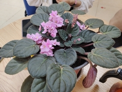Didymocarpoideae