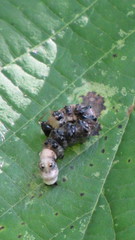 Acronicta funeralis