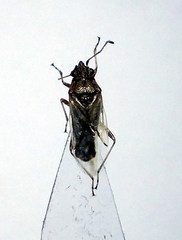 Nysius thymi