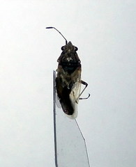 Nysius thymi