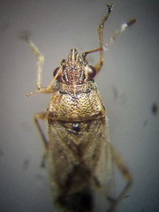 Nysius thymi
