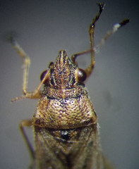 Nysius thymi