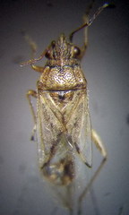 Nysius thymi