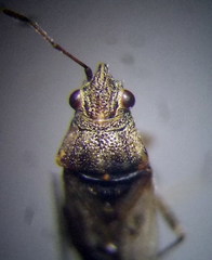Nysius thymi