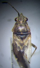 Nysius thymi