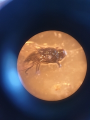 Diptera