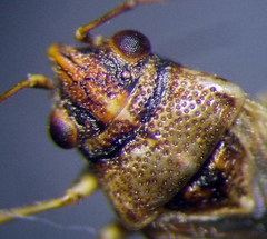 Nysius thymi