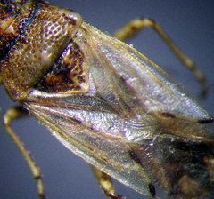 Nysius thymi