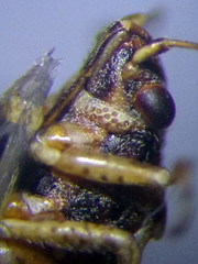 Nysius thymi