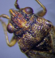 Nysius thymi