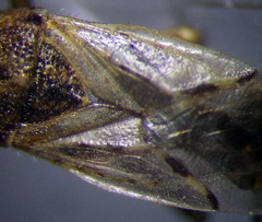 Nysius thymi