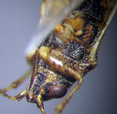 Nysius thymi