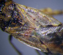 Nysius thymi