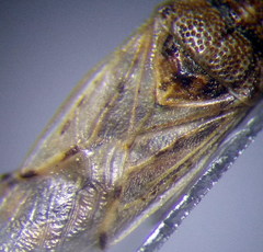 Nysius thymi