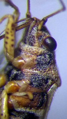 Nysius thymi