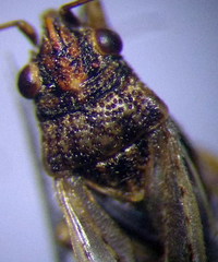 Nysius thymi