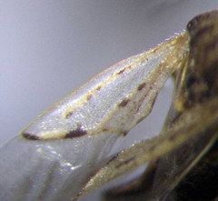 Nysius thymi