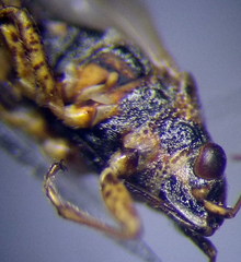 Nysius thymi