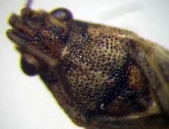 Nysius thymi