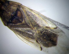 Nysius thymi
