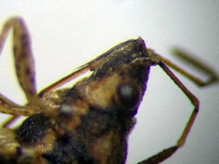 Nysius thymi