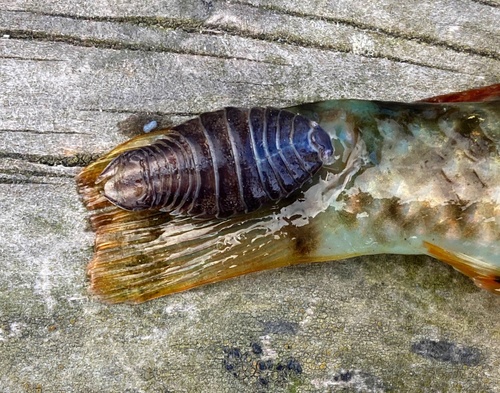 Nerocila orbignyi