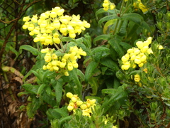Calceolaria perfoliata