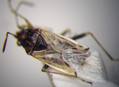 Nysius thymi