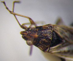 Nysius thymi