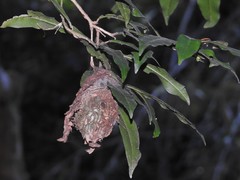 Calligaster himalayensis