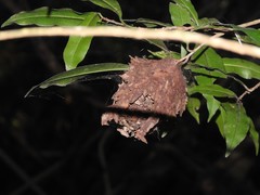 Calligaster himalayensis