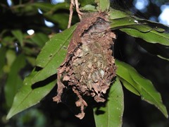 Calligaster himalayensis