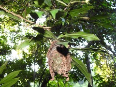 Calligaster himalayensis