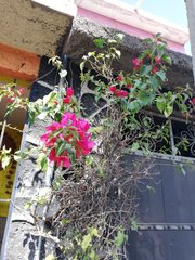Bougainvillea