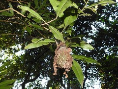 Calligaster himalayensis