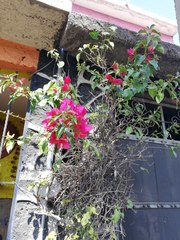 Bougainvillea