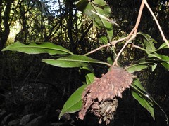 Calligaster himalayensis