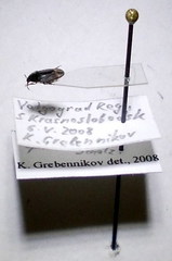 Ochetostethus opacus