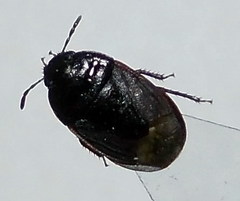 Ochetostethus opacus