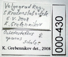 Ochetostethus opacus